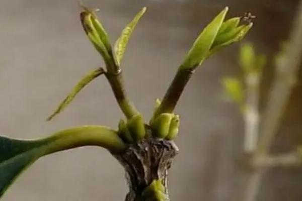 桂花树刚发的嫩芽枯萎的原因，可能是光照过强或浇水过多等