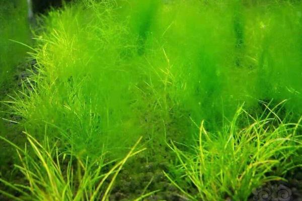 藻类植物的繁殖方式，可营养体生殖、有性生殖和无性生殖