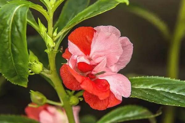 七彩凤仙花的种植方法，生长适温20-30℃