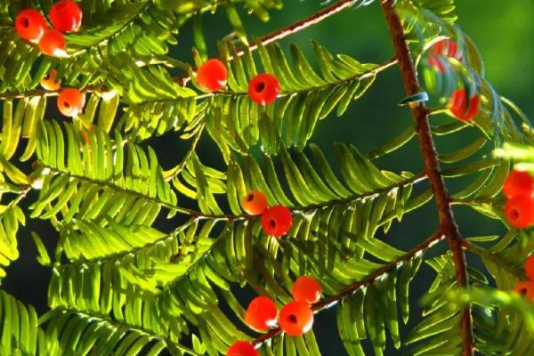 红豆杉的繁殖方式，可扦插繁殖或种子繁殖