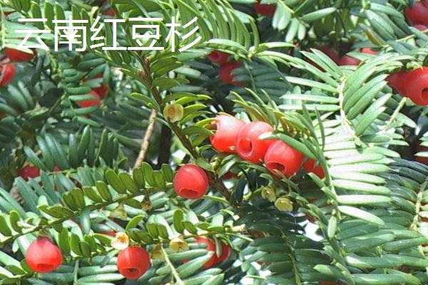 红豆杉的繁殖方式，可扦插繁殖或种子繁殖