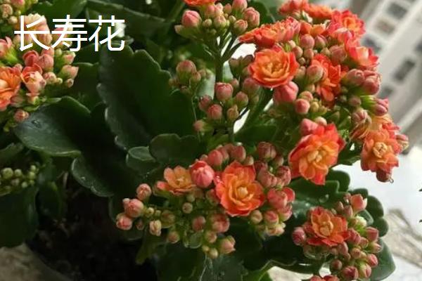 长寿海棠和长寿花的区别，属性、形态、枝叶和花期均不同
