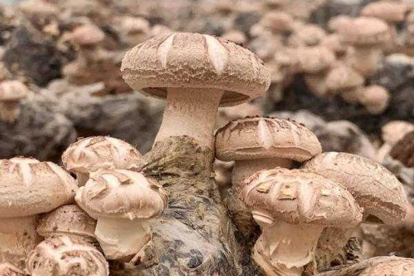 花菇和香菇的区别，形态及生长习性均不同