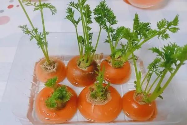 怎么水培胡萝卜，要将其放置在室内通风的散光处养殖