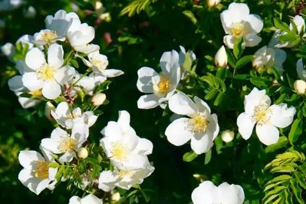 白色蔷薇花的花语，寓意爱的思念、纯洁美好等