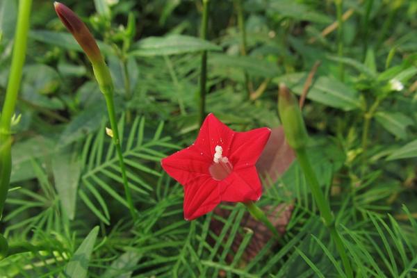 五角星花能在室内养吗，是无毒无害的观赏植物适合室内养殖