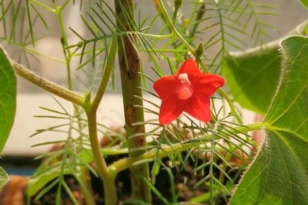五角星花能在室内养吗，是无毒无害的观赏植物适合室内养殖