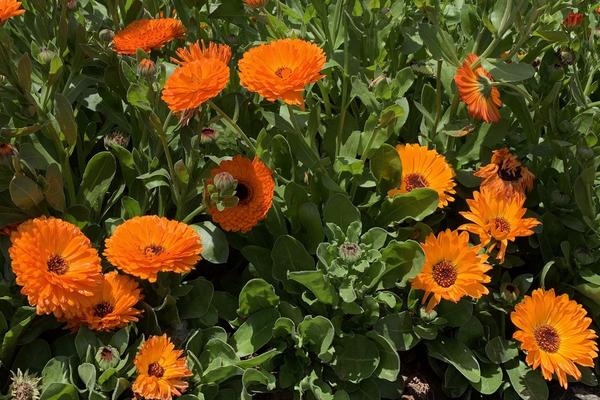 金盏菊的养殖方法，喜欢在充足的阳光下生长