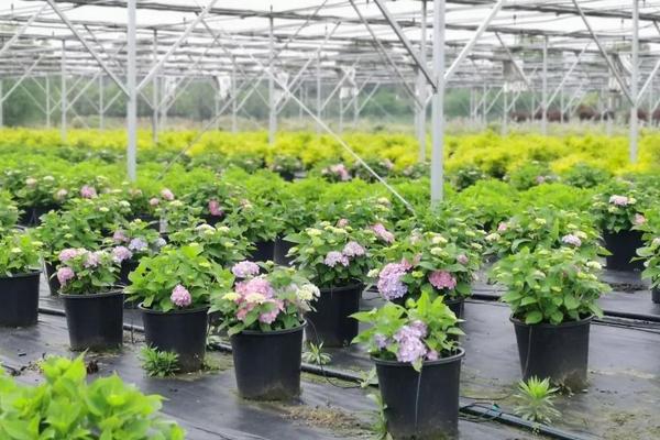 花卉如何养殖，选择酸性或中性的土壤为佳