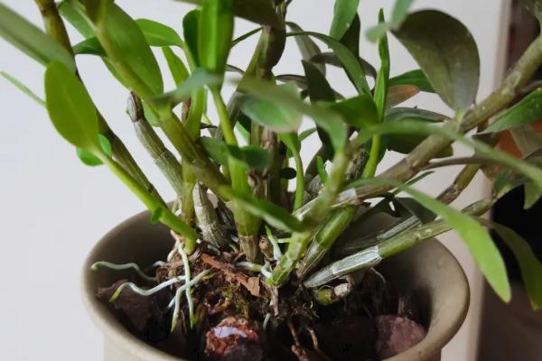 石斛盆栽的种植方法，选择透气性好的瓦盆或陶瓷花盆
