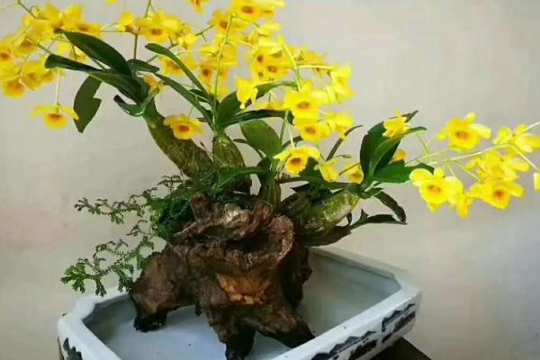 石斛盆栽的种植方法，选择透气性好的瓦盆或陶瓷花盆
