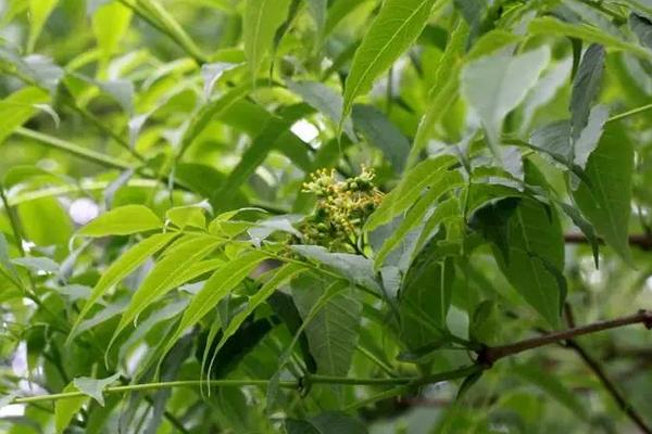 黄玻璃树叶可以食用吗，一般用热水泡茶饮用