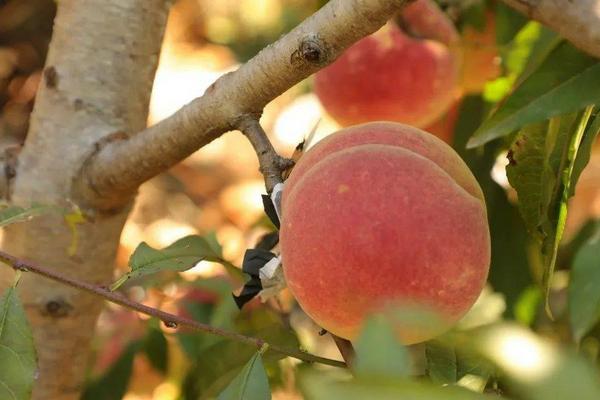 中桃14号品种简介，是一种早熟的毛桃品种