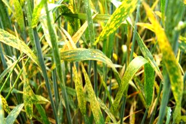 小麦的主要病害，常见的有锈病、白粉病、赤霉病等