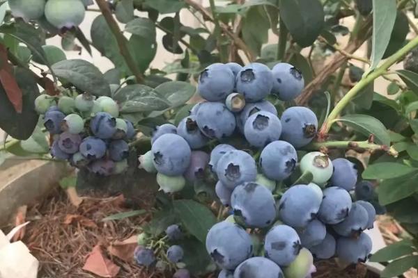 蓝莓L是什么品种，是南高丛蓝莓品种