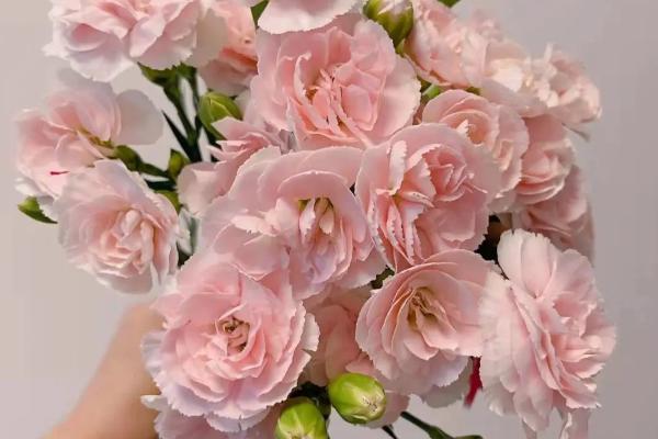 粉色康乃馨的花语，寓意年轻美丽、感动、忘不了你等