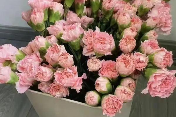粉色康乃馨的花语，寓意年轻美丽、感动、忘不了你等