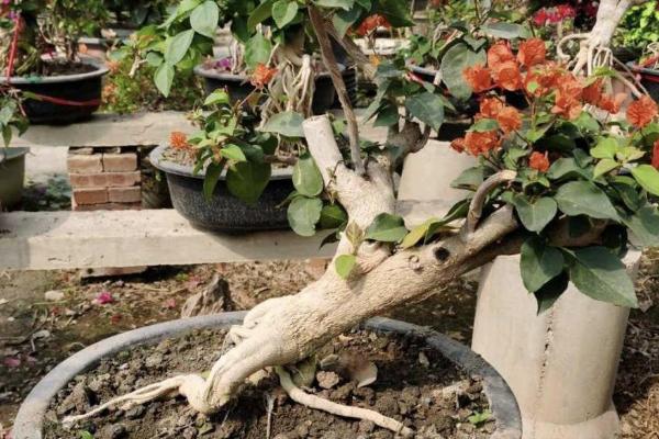 三角梅的盆栽养殖方法，要摆放在有阳光的地方养护