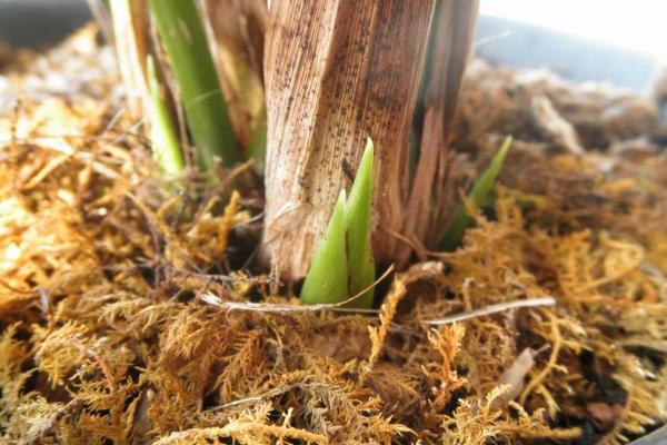 兰花怎么养促发新芽，可不定期的向盆土加入适量的生长素