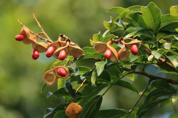 小叶红豆树的叶子为什么会变色，由于叶片内的色素受光照、温度等自然条件影响