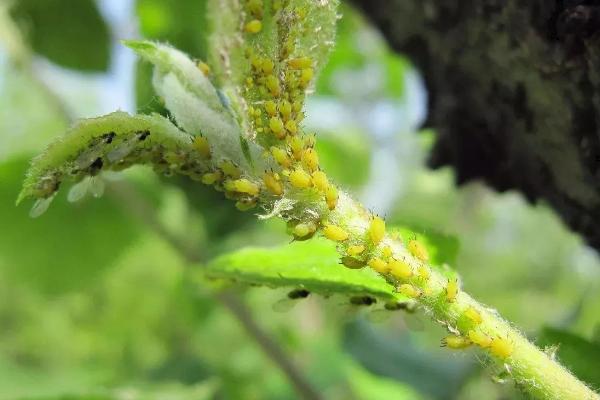 海棠长蚜虫能彻底清除吗，可使用蘸取酒精的纸巾或者牙刷将害虫全部擦掉