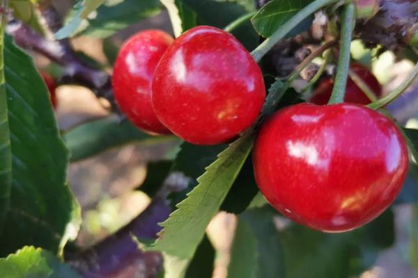 南方可以种樱桃吗，适合种植比较受欢迎的红妃樱桃
