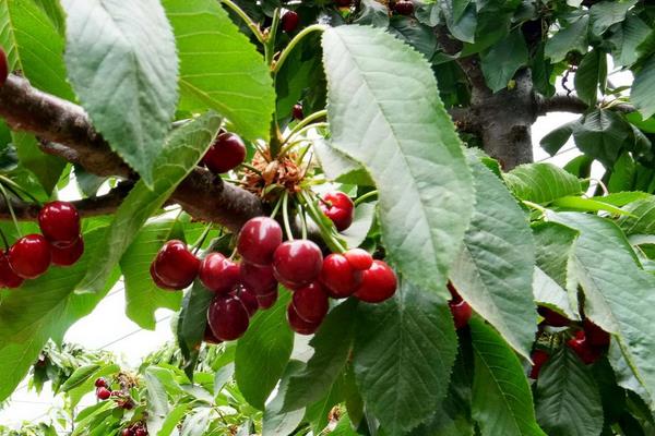 南方可以种樱桃吗，适合种植比较受欢迎的红妃樱桃