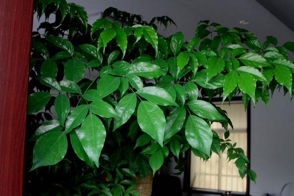 平安树的养殖方法，充足的阳光有助于平安树的生长