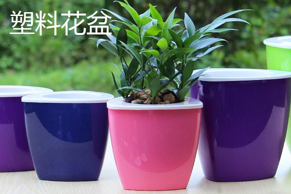 加仑盆和塑料盆的区别，厚度、深度和适用植物均不同