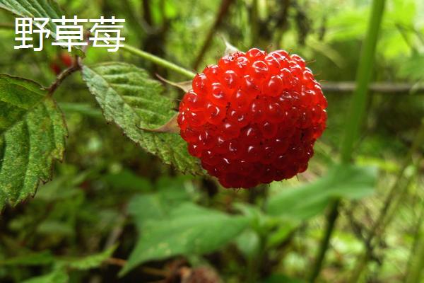 蛇莓草怎么繁殖，可以用匍匐茎扦插法和分株法来繁殖