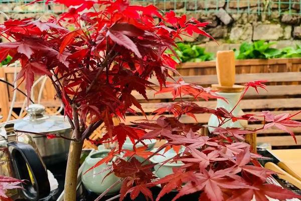 日本红枫盆栽的养护秘决，建议放在室外有太阳的地方养