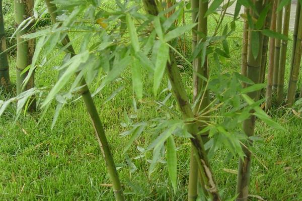 竹子是被子还是裸子植物，是被子植物