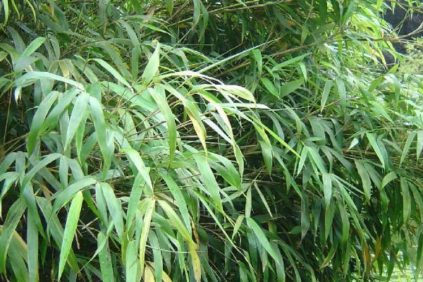 竹子是被子还是裸子植物，是被子植物