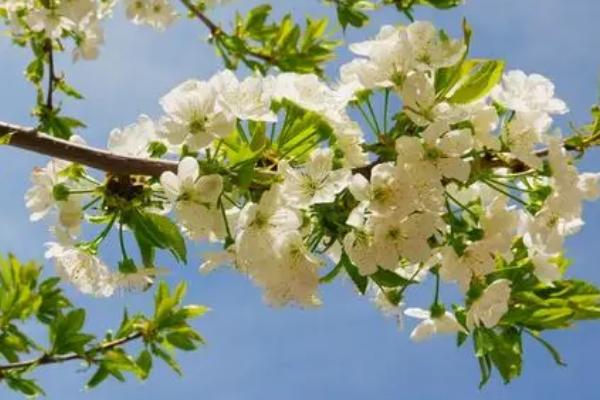 樱桃先长叶子后开花的原因，花芽未发、温度不适、养分不足等均有可能