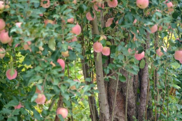 苹果树叶生长黄斑的原因，可能是缺肥或者光照过强等