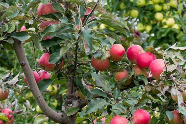苹果树叶生长黄斑的原因，可能是缺肥或者光照过强等
