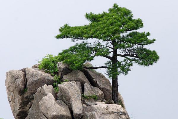 松树的象征意义，寓意松鹤延年、坚韧不拔等