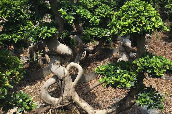 人参榕树盆景怎么养殖，生长期每周浇水2-3次