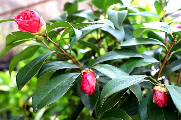 山茶花是什么植物，是一种灌木植物