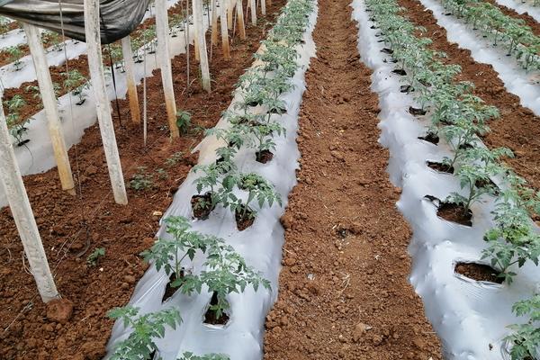 黑地膜可以种植哪些农作物，适用于西瓜、草莓和土豆等