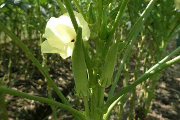 秋葵的种植方法，采取浸泡催芽的方法提高发芽率