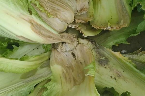 白菜的叶片为什么发黄，可能是感染了白菜类蔬菜黄叶病