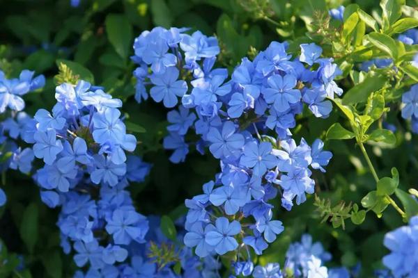 20天左右可以开花的植物，常见的有蓝雪花、太阳花、风雨花等