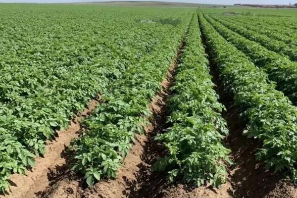 土豆用什么肥料高产，需根据土壤的质地和肥料的利用率来选择肥料