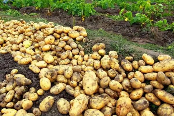 土豆用什么肥料高产，需根据土壤的质地和肥料的利用率来选择肥料