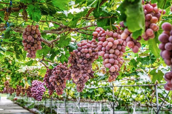 葡萄怎么种才能多结果，需合理浇水、及时施肥等