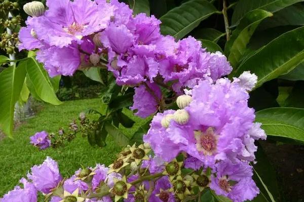 什么花不能浇硫酸亚铁，月季花、丁香、合欢花、紫薇都不能浇