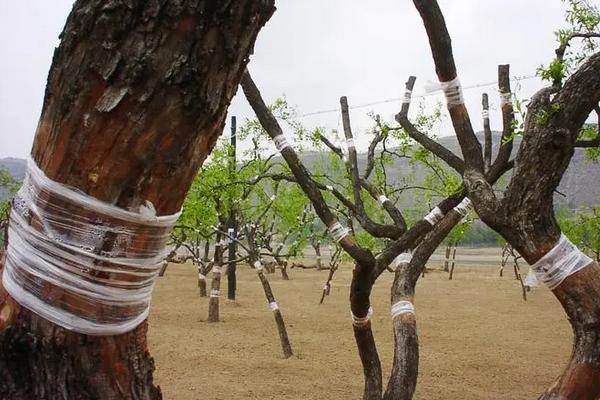 枣树嫁接方法，通常可选择在每年春季和秋季进行