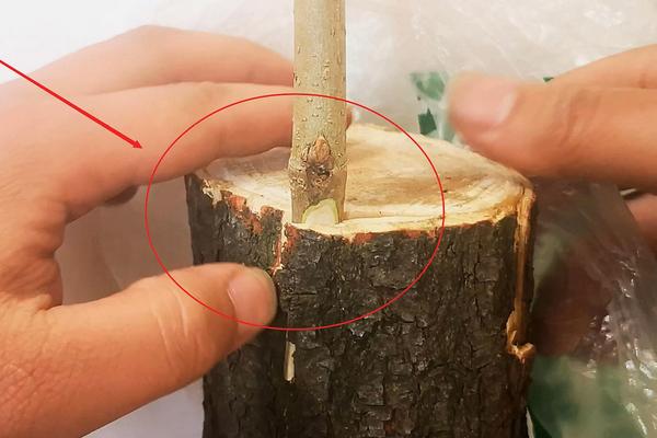 枣树嫁接方法，通常可选择在每年春季和秋季进行