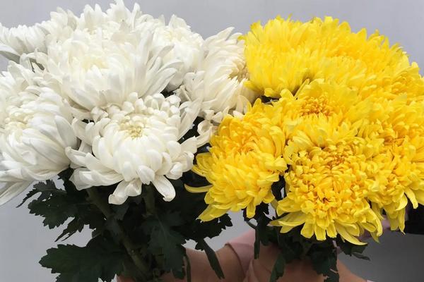 鲜菊花如何保存，可冷藏或水养